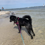 sponsor-pet-priscilla-beach-122920a