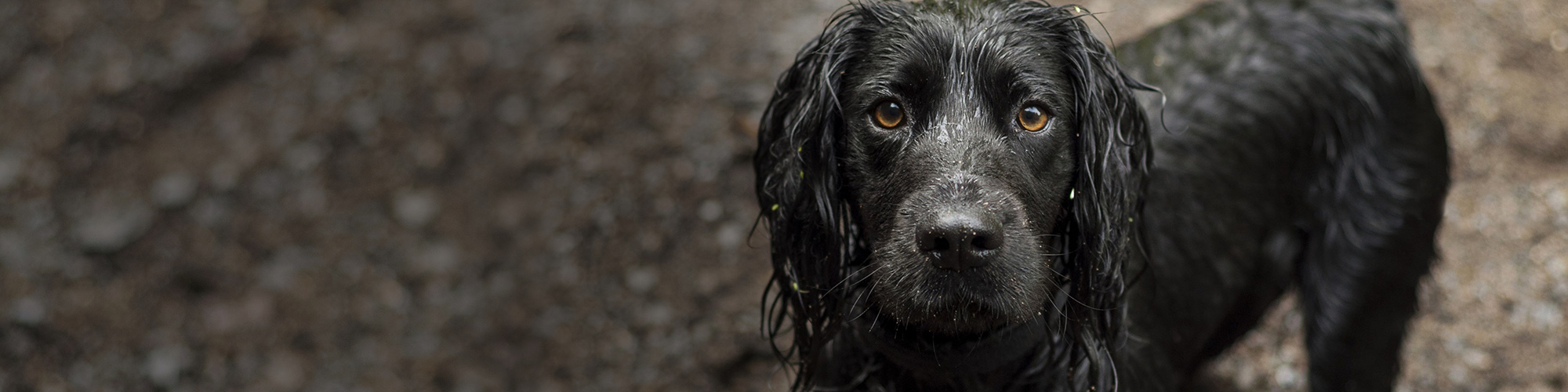 North Shore Animal League America World S Largest Animal Rescue Org