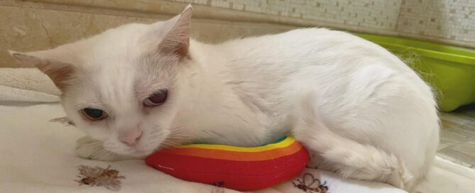 a white cat lying on a colorful pillow