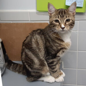 a cat sitting on a counter