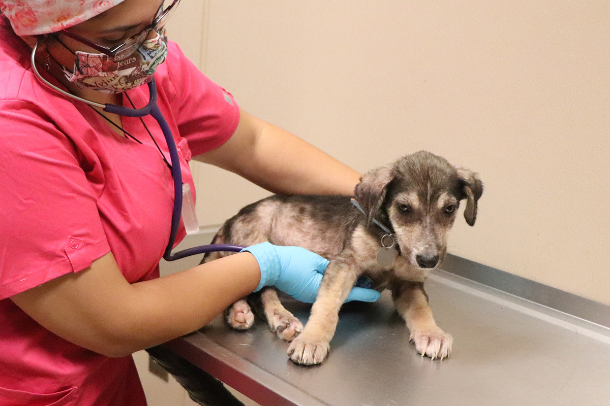a woman wearing a mask and gloves holding a dog