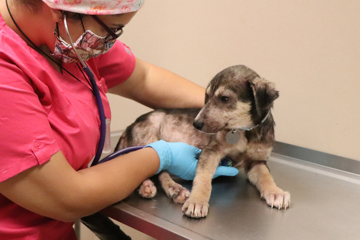 a woman wearing a mask and gloves examining a dog