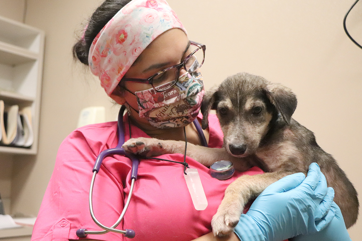 a woman wearing a mask and holding a puppy