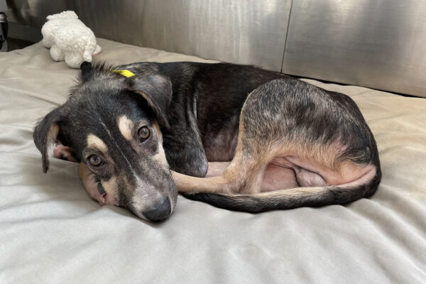 a dog lying on a bed