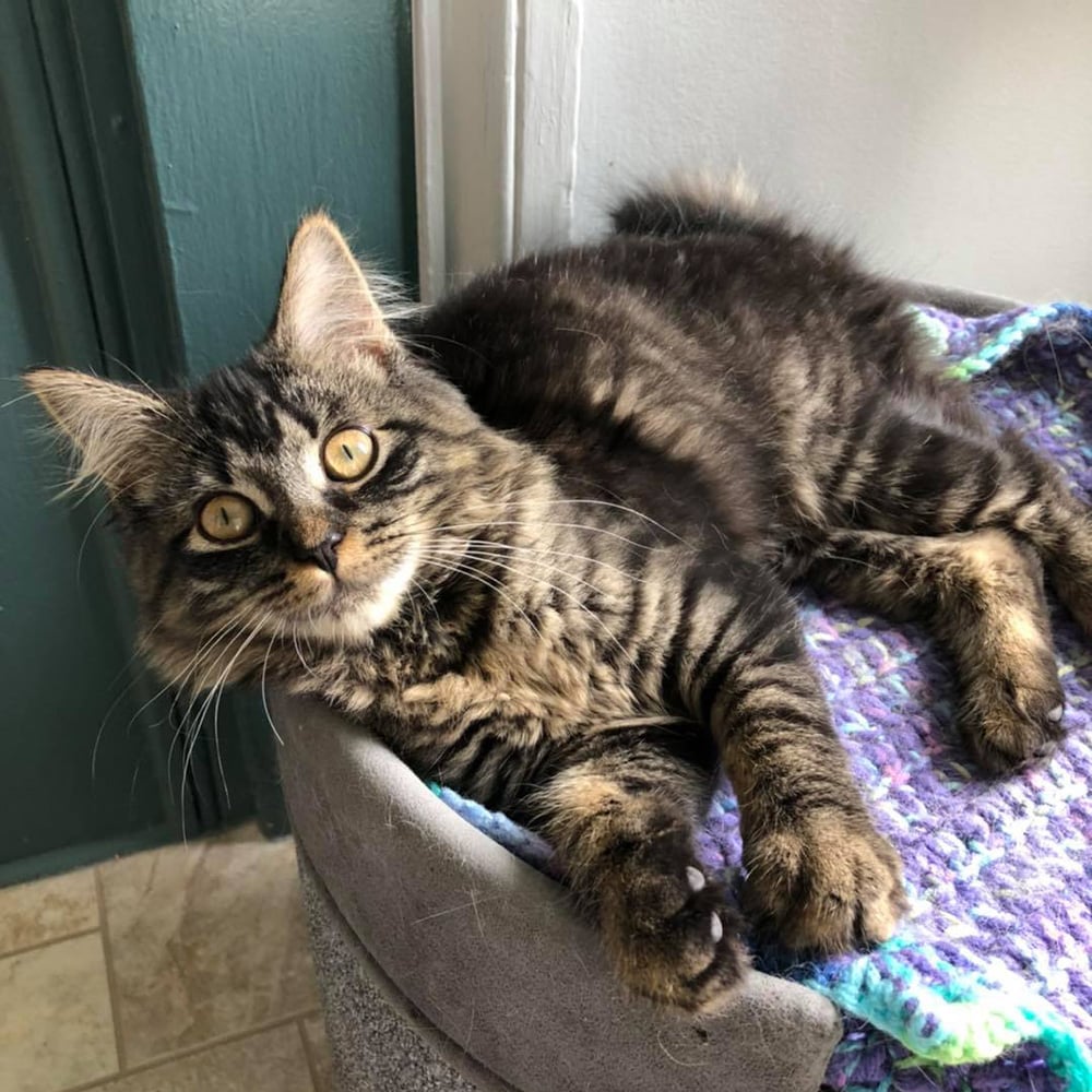 nci2397 melba female kitten brown tabby longhair adk 090621