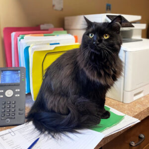 a cat sitting on a desk