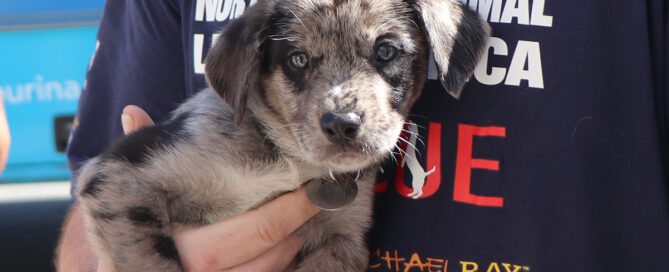 a person holding a dog