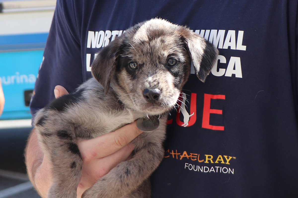 a person holding a puppy