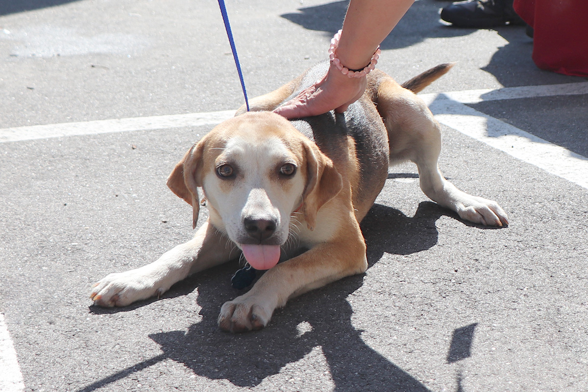 a person's hand touching a dog