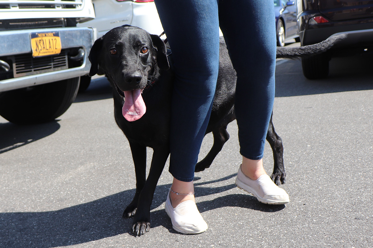 a person standing next to a dog