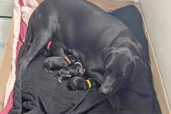a dog lying on a blanket with puppies