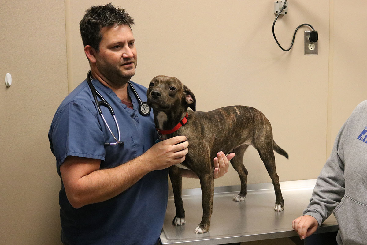 hmh-reese-pittie-with-luxating-patellas-IMG_2265
