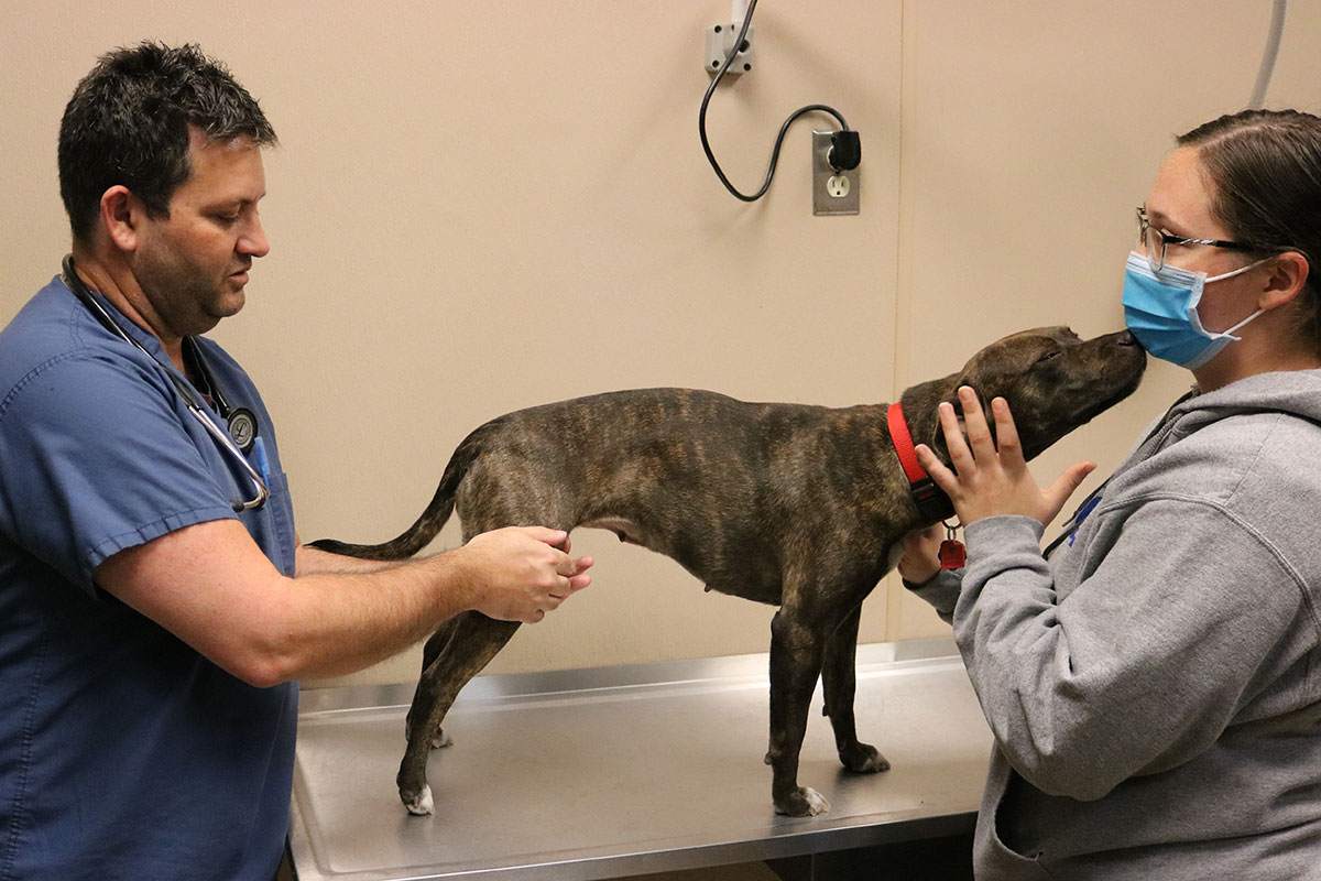 hmh-reese-pittie-with-luxating-patellas-IMG_2275