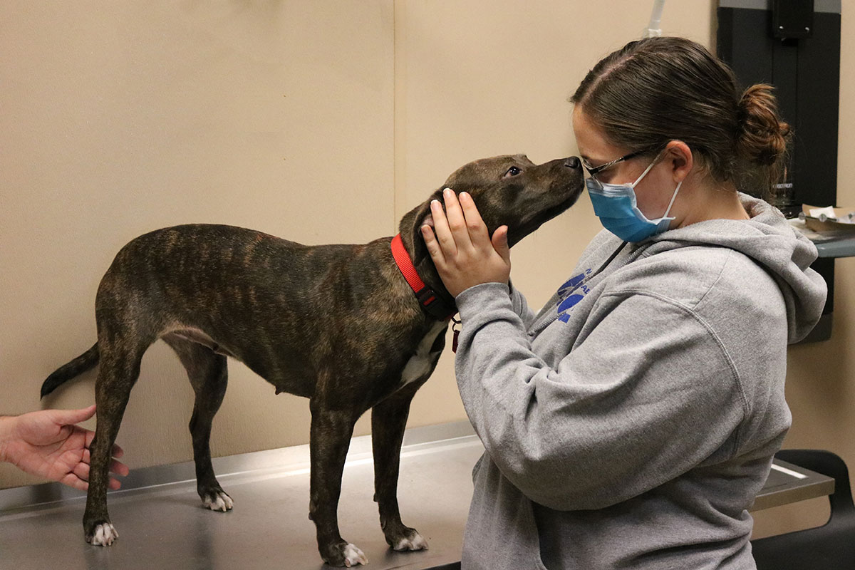 hmh-reese-pittie-with-luxating-patellas-IMG_2286