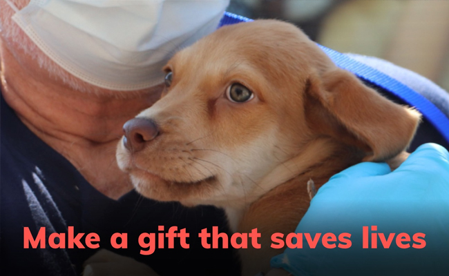 North Shore Animal League America World S Largest Animal Rescue Org