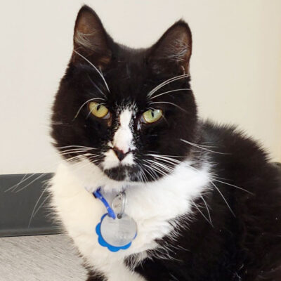 a black and white cat with a blue collar