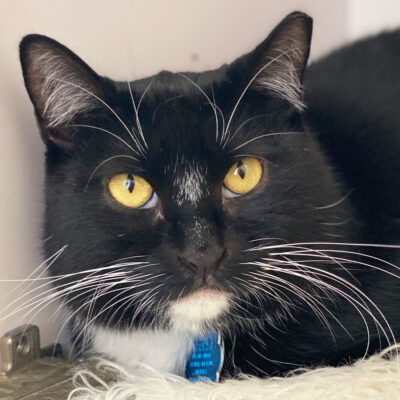 a black cat with yellow eyes