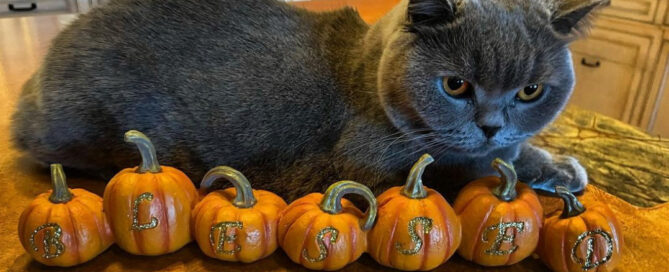a cat lying next to a row of pumpkins