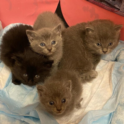 beth-blog-nov2021-litter-of-four-jpg