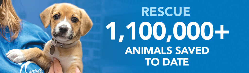 donor-impact-2020-rescue