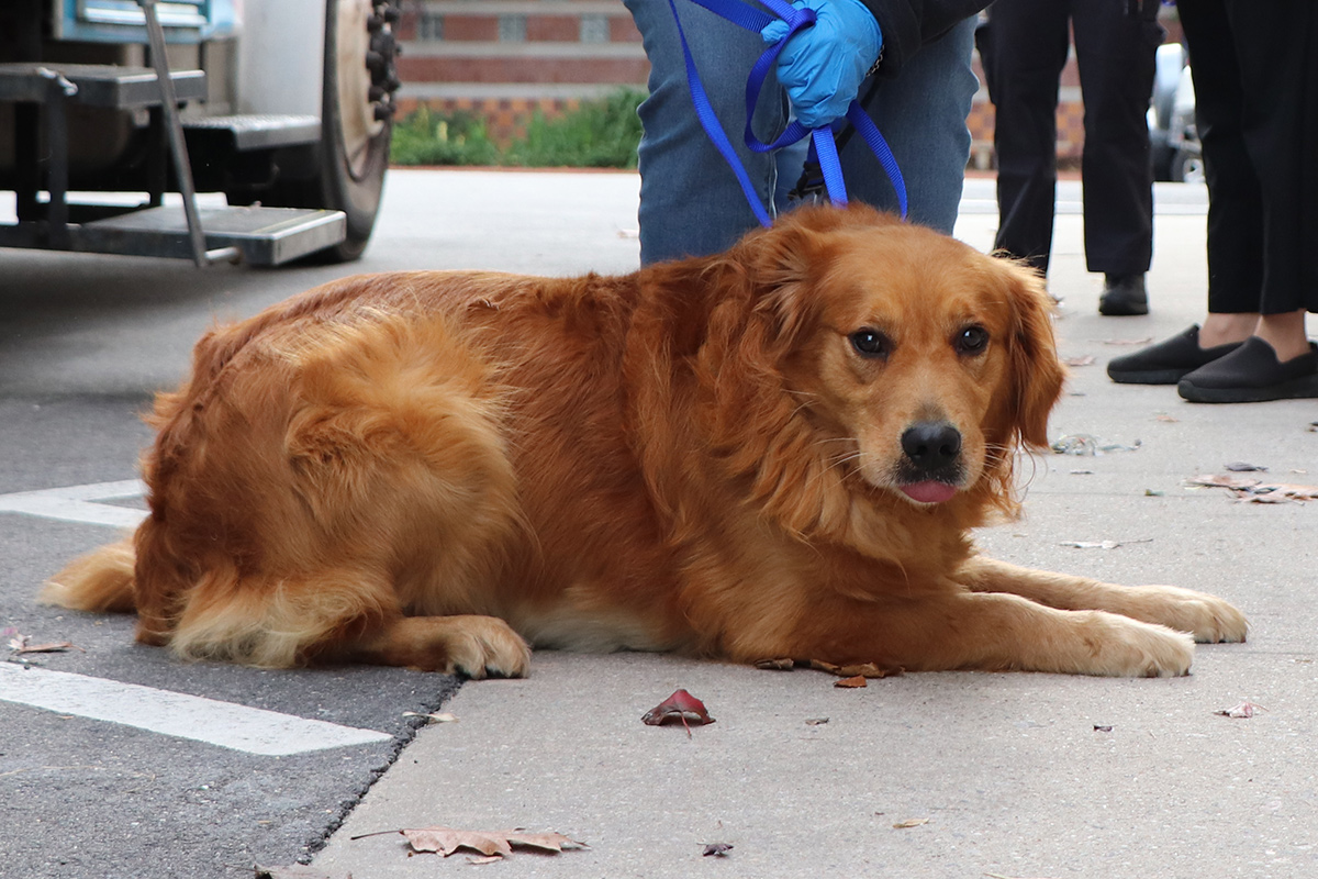 a dog lying on the ground