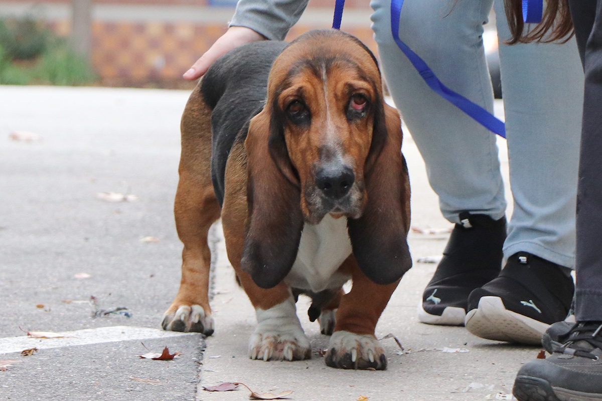 a dog on a leash