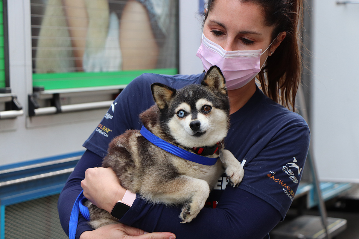 a woman wearing a mask holding a dog