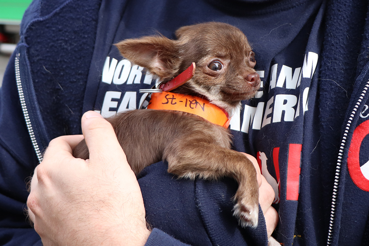 a person holding a small dog