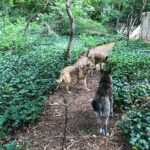 sponsor-pet-dakota-2-082421