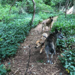 sponsor-pet-dakota-4-082421
