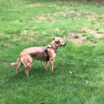sponsor-pet-dakota-5b-082421