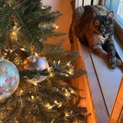 Pebble admiring the tree.