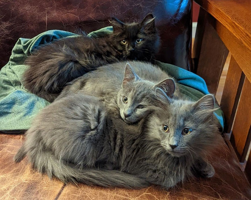 a group of cats lying on a blanket