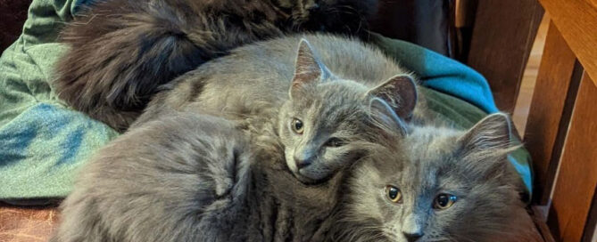 a cat lying on another cat