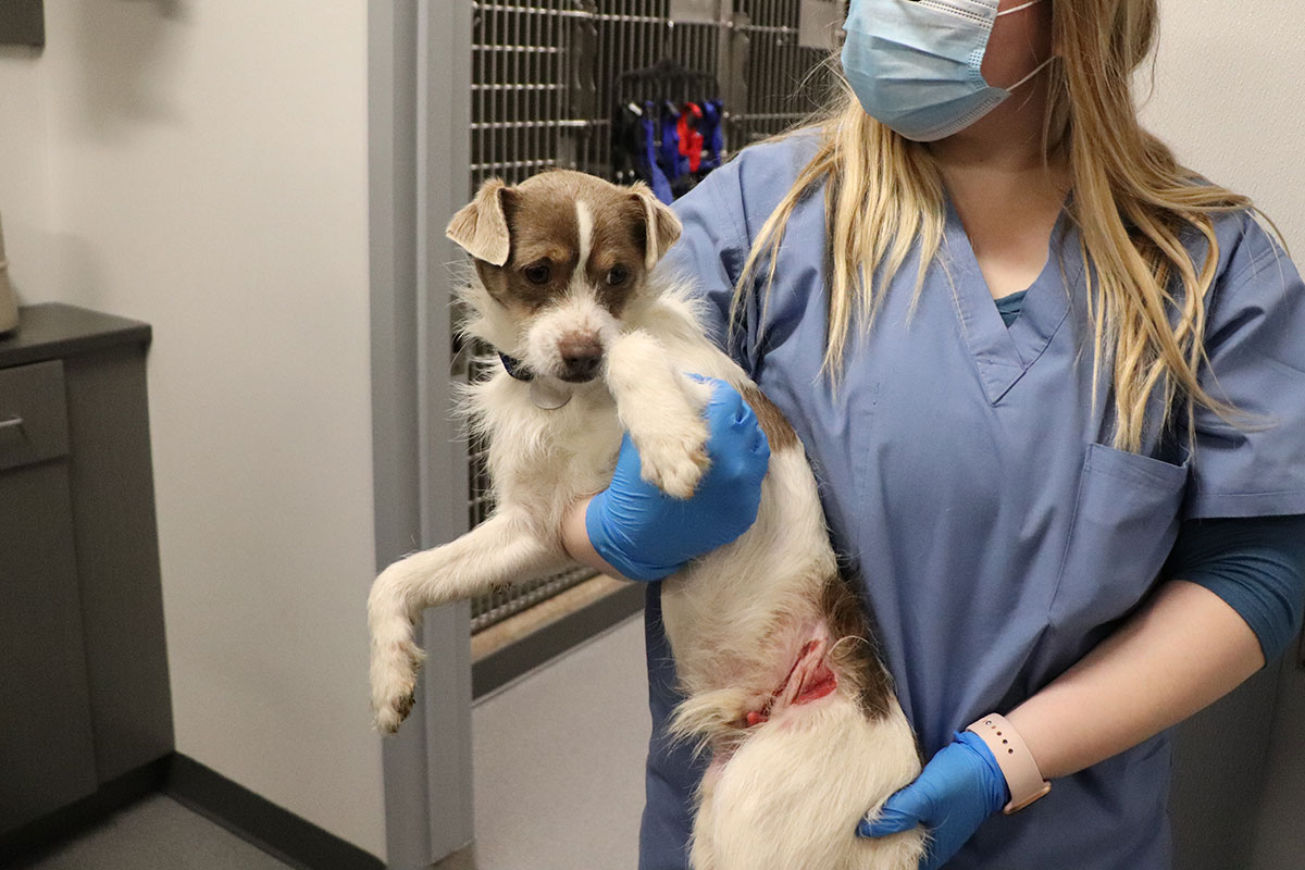 a woman wearing surgical scrubs and gloves holding a dog