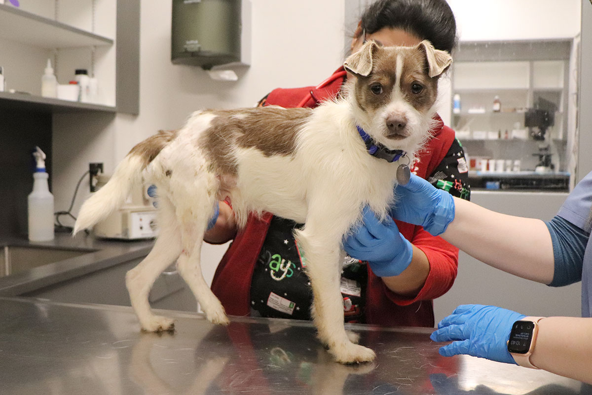 a dog being examined by a vet