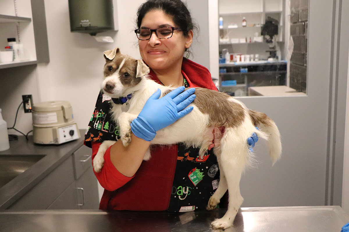 a woman holding a dog