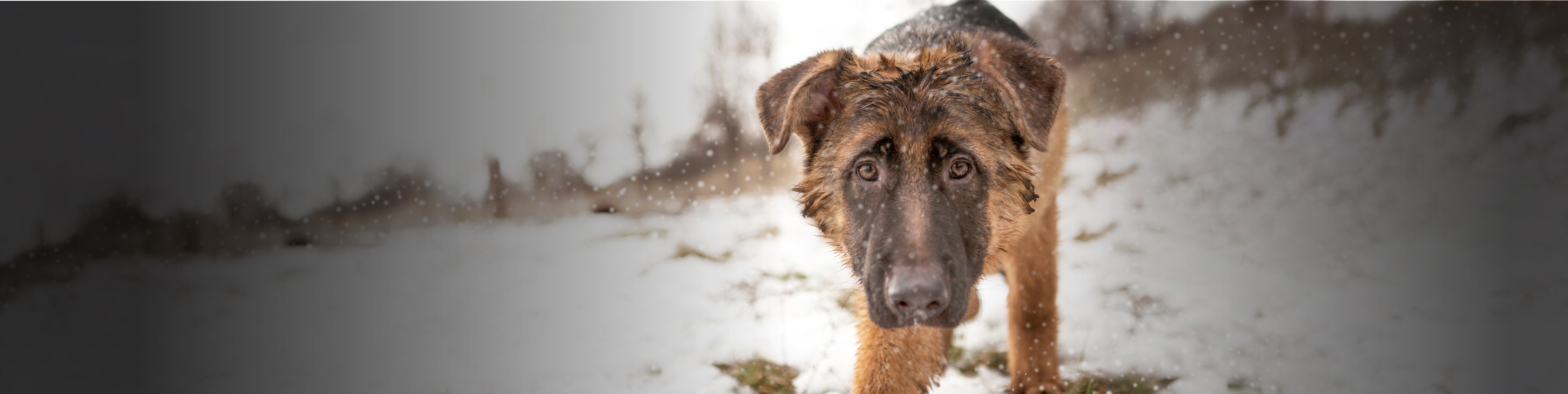 North Shore Animal League America World S Largest Animal Rescue Org North Shore Animal League America World S Largest Animal Rescue Org