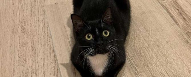 a black cat with white chest and white whiskers