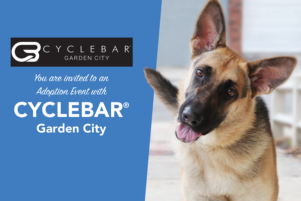 CYCLEBAR Adoption Event Garden City NY Animal League cyclebar-adoption-event-garden-city-ny-animal-league