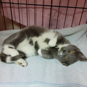 a cat lying on its back in a cage