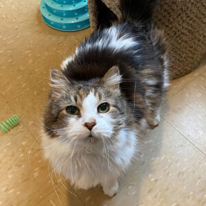a cat standing on the floor