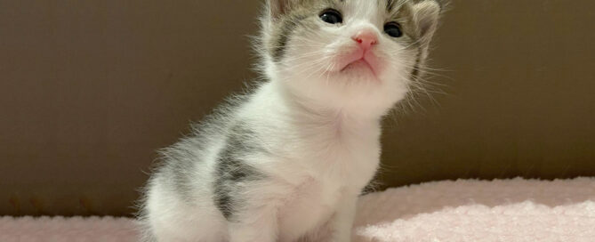 a close up of a cat