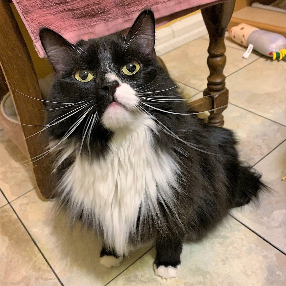 Black white best sale long haired cat