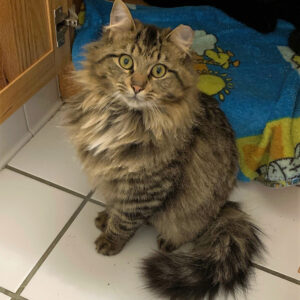 a cat sitting on a tile floor