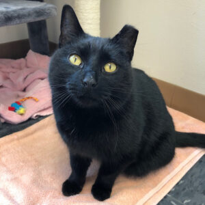 a black cat sitting on a pink towel