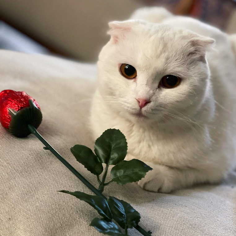 beth-blog-march2022-bonnie-belle-now-willow a cat lying on a couch next to a fake rose