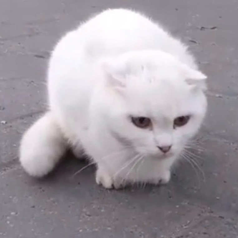 beth-blog-march2022-bonnie-belle a white cat on a concrete surface