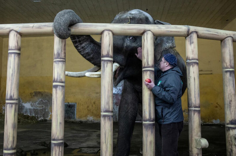 beth-blog-march2022-elephant-ukranian-zoo-photo-washingtonpost.com a man standing next to an elephant