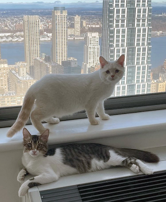 beth-blog-march2022-prince-and-pickleball-v2 two cats on a window sill